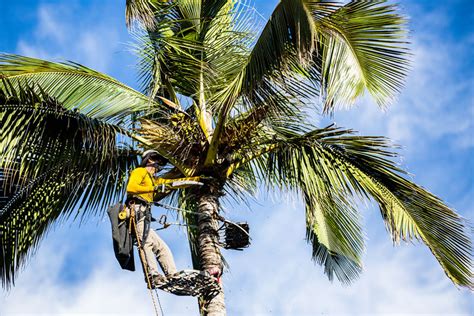 Protect Your Paradise Professional Palm Trimming for Southwest Florida Homes