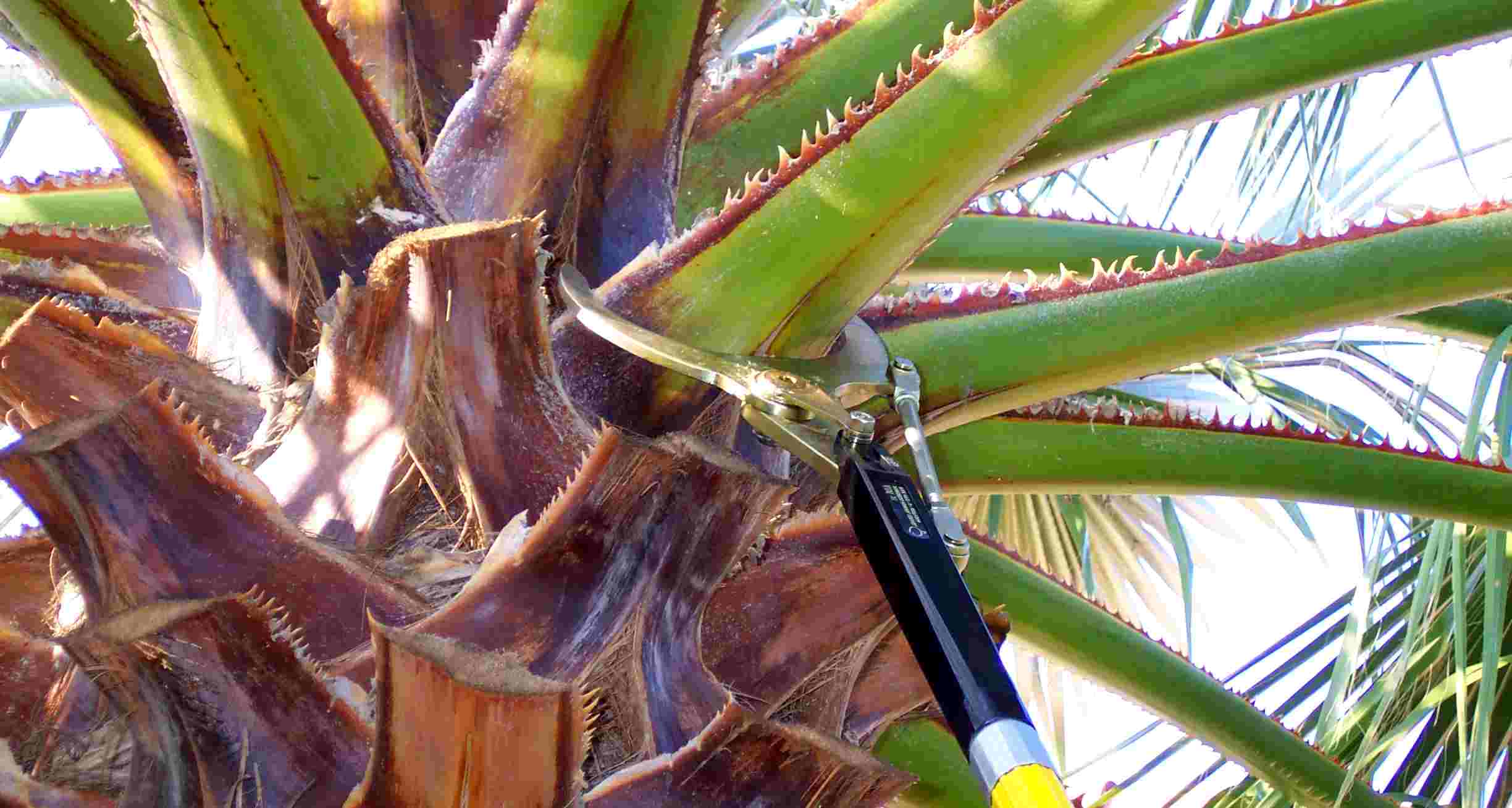 Palm Trimming Services tool