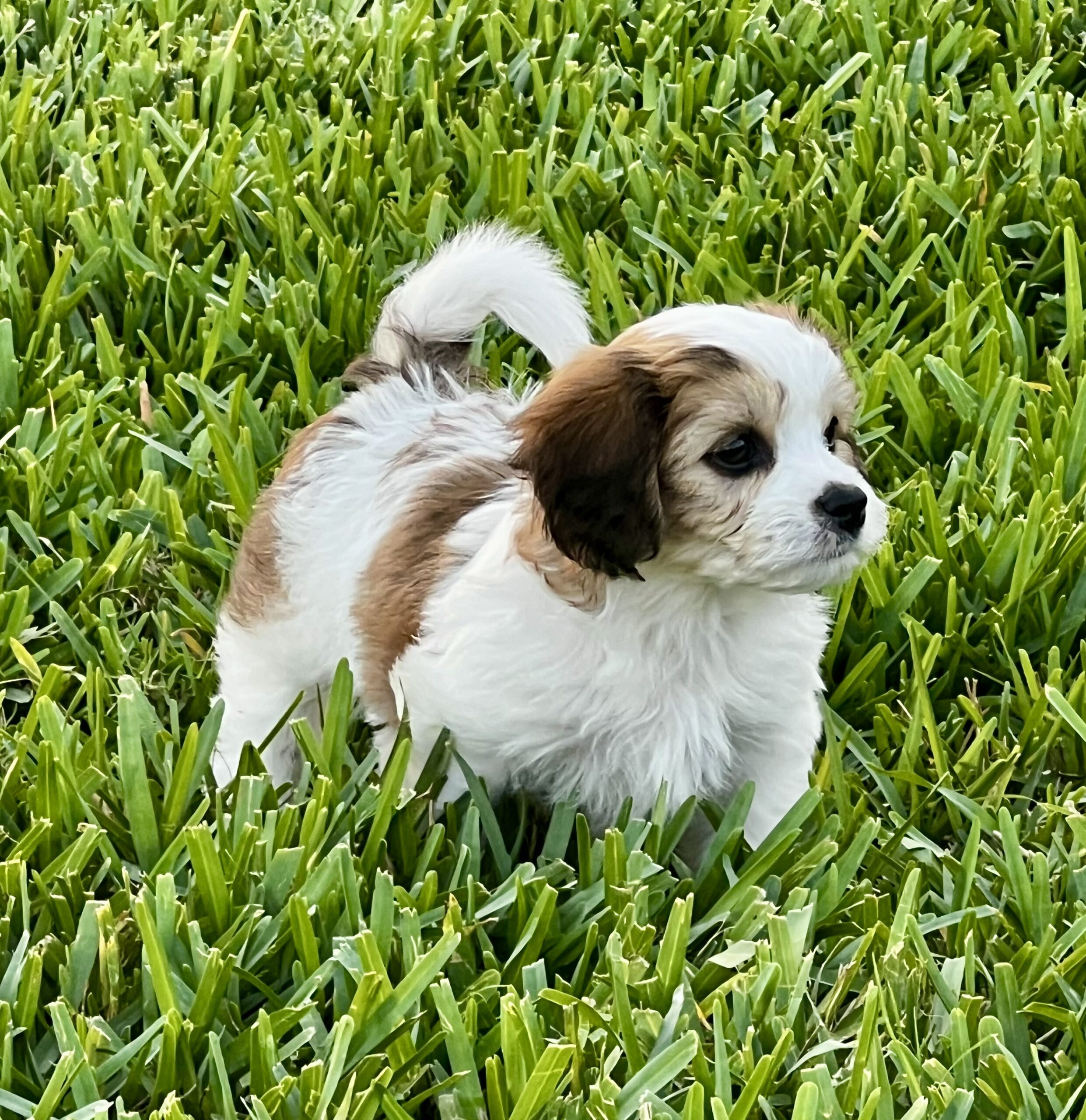 Pooch Pic 2 tree venice fl