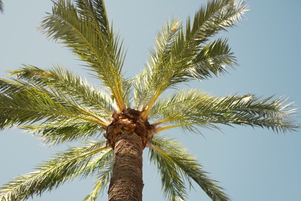 Professional Palm Tree Pruning Charlotte County Florida